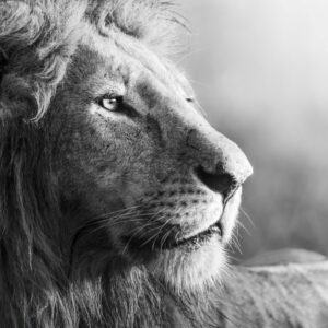 lion black and white, canvas printing, wall art, canvas art