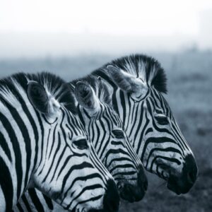 zebras on canvas, canvas printing, wall art, canvas art